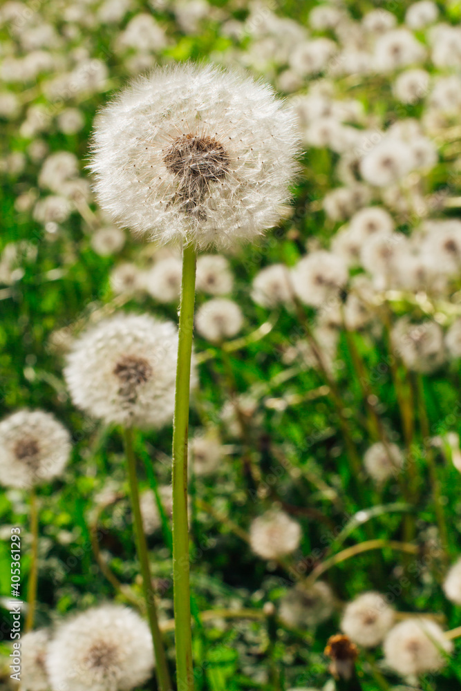 Air dandelions on a green field close up