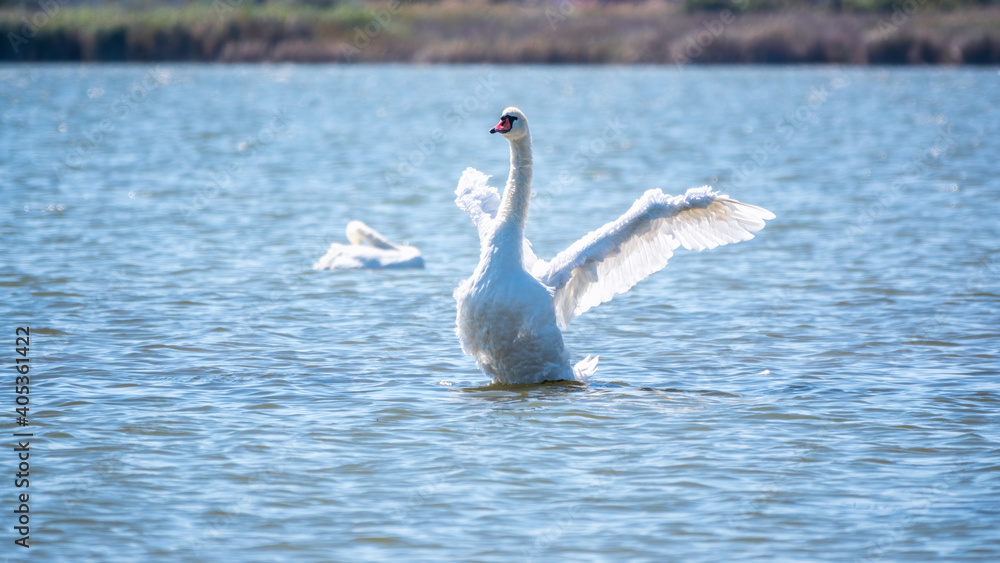 Graceful white Swan swimming in the lake and flaps its wings on the water.