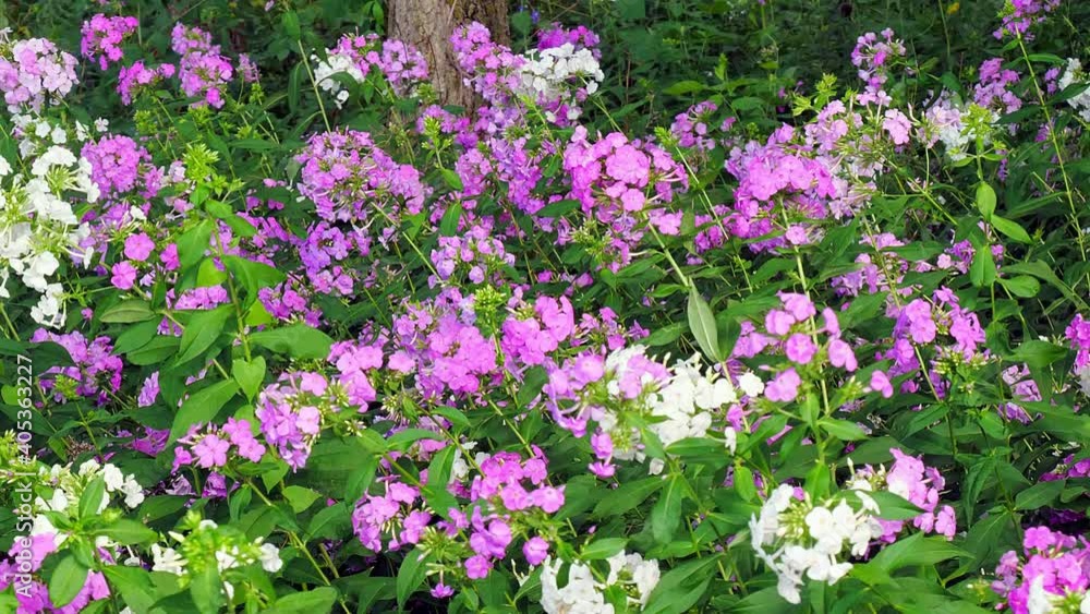 Beautiful undulating flowers, pink and purple and white blossoms with green leaves and plants. Hand held clip pans left. Beautiful undulating flowers, pink and purple and white blossoms with green leaves and plants. Hand held clip pans left.