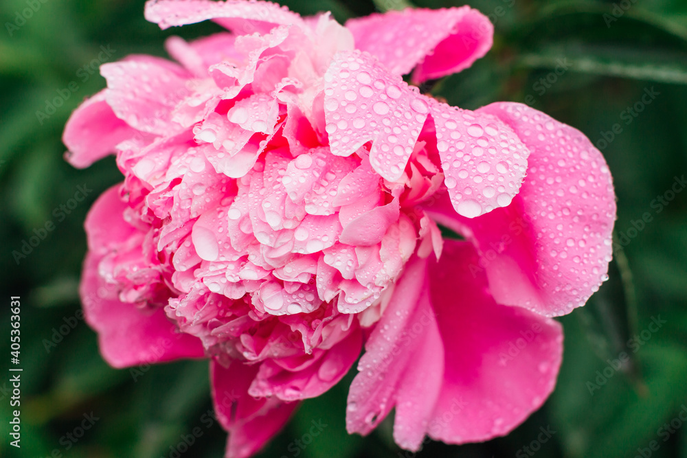 Bright pink peony with rain drops on the petals Bright pink peony with rain drops on the petals