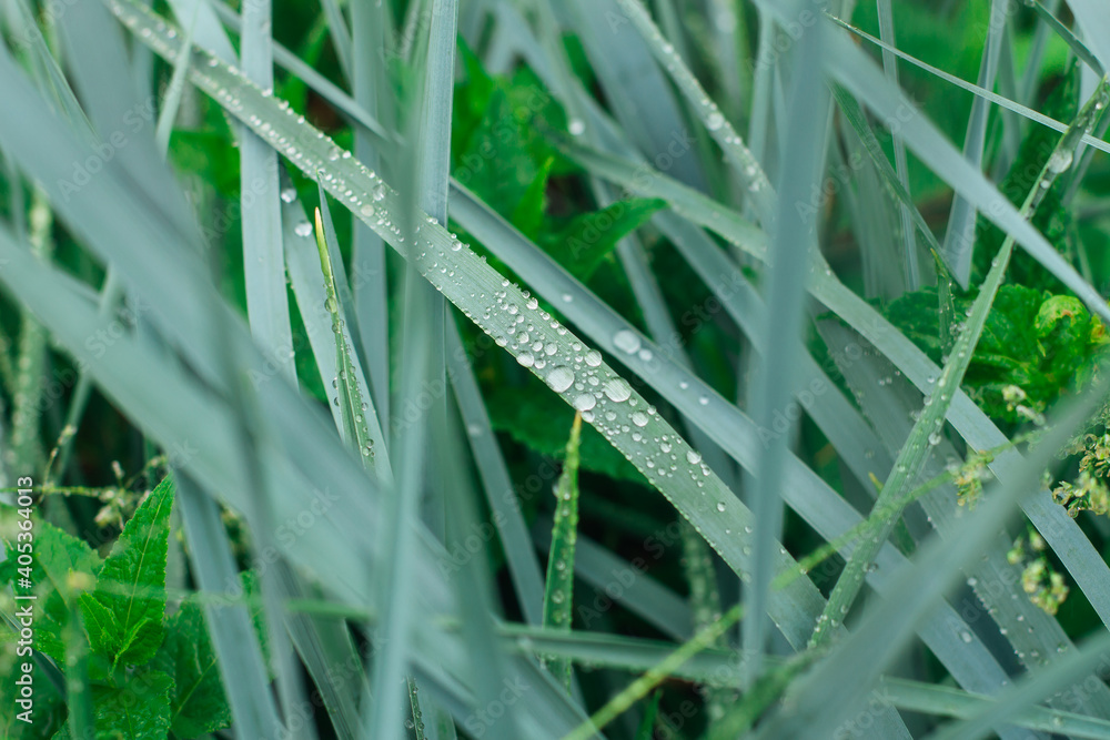 Grass with drops of a dew close up. Grass with drops of a dew close up.