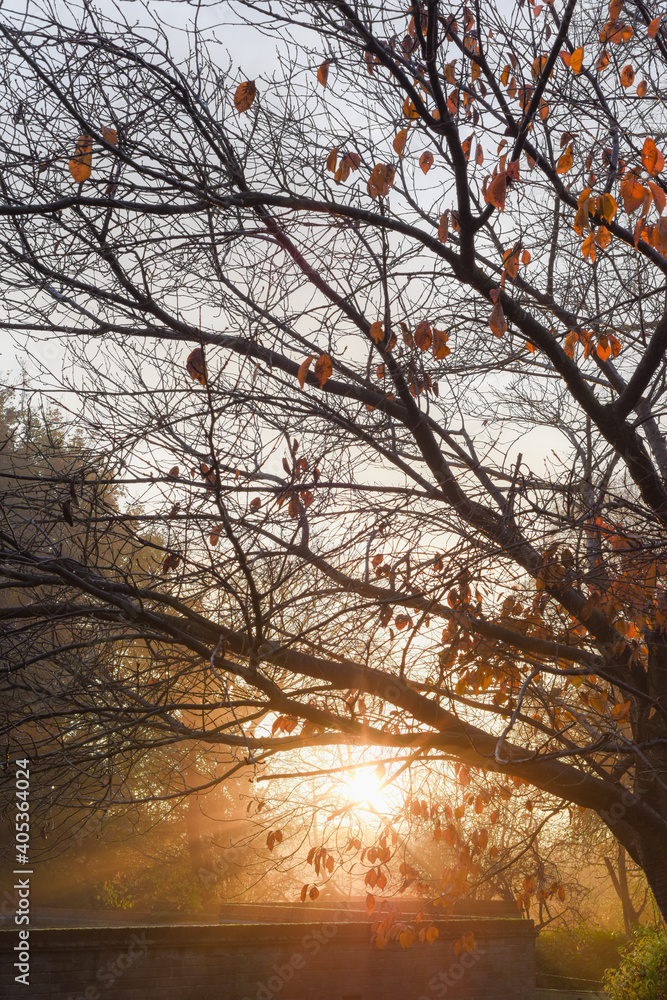 Rays of sunshine shine through tree branches on a winter morning at sunrise Rays of sunshine shine through tree branches on a winter morning at sunrise