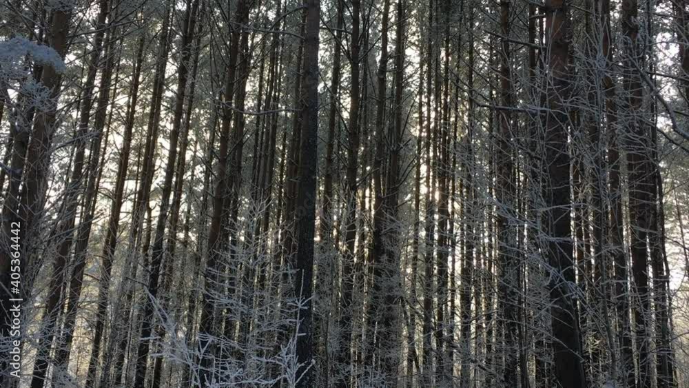 Sunlight passes through the trees in the forest in winter. Coniferous forest. The camera moves down. Sunlight passes through the trees in the forest in winter. Coniferous forest. The camera moves down.