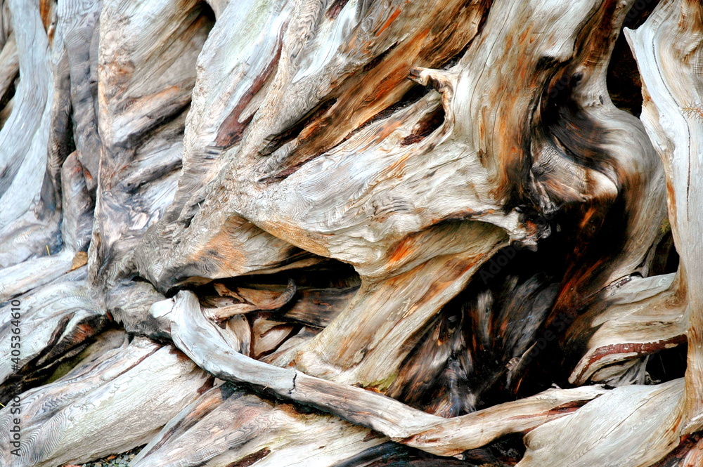 Tree bark abstract in nature outdoors.