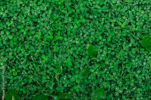 Young green clover in the rain drops as background