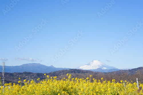 Mt. Fuji overlooking rape blossoms from Mt. Azuma 