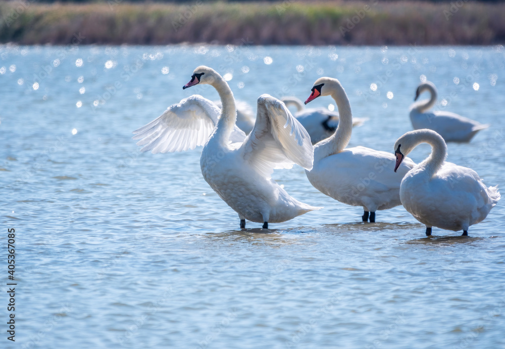 Graceful white Swan swimming in the lake and flaps its wings on the water. Graceful white Swan swimming in the lake and flaps its wings on the water.