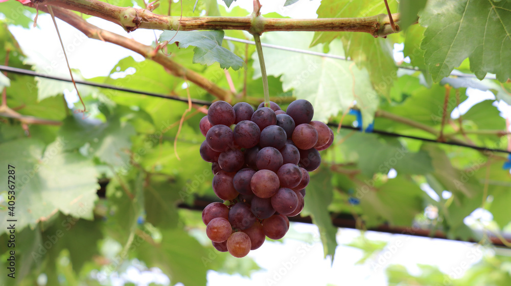 Close-up of purple grapes hanging from the tree. Close-up of purple grapes hanging from the tree.