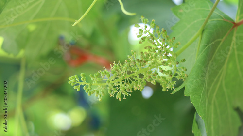 Close-up of green grape blossoms hanging on top of the plant.