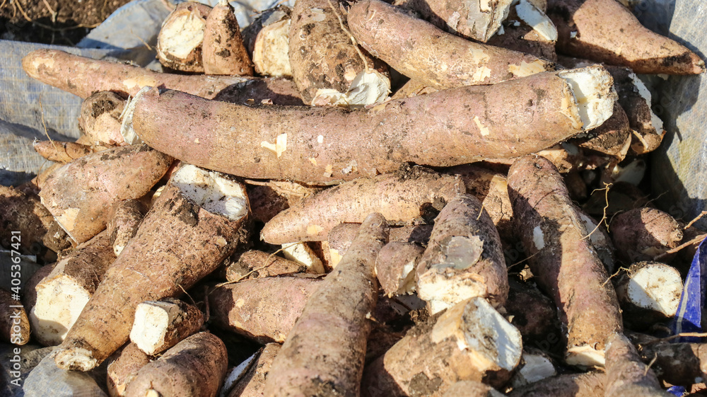 Close-up of a large pile of cassava roots. Close-up of a large pile of cassava roots.