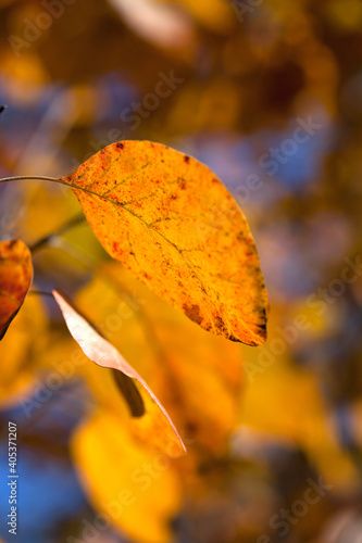 Beautiful autumn leaves closeup