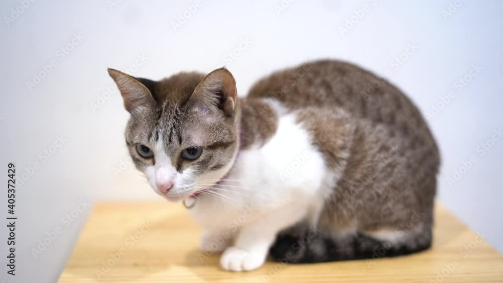 Relax cat sitting at home. Lovely pet Relax cat sitting at home. Lovely pet