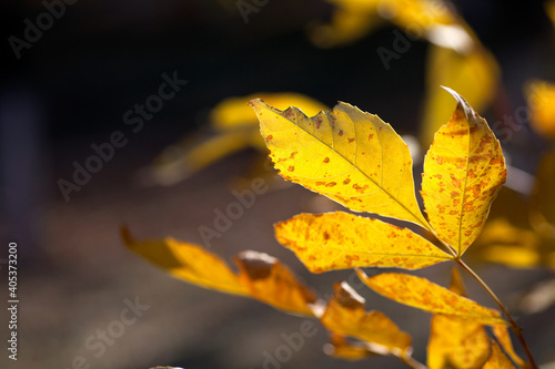 Autumn leaves on autumn branches