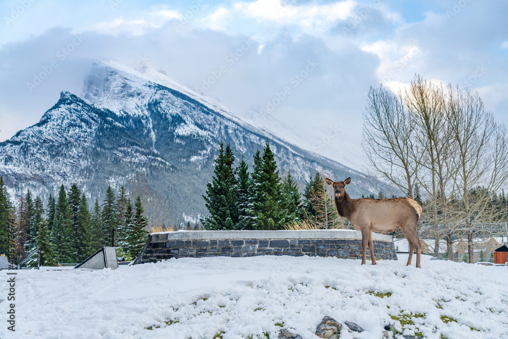 Wild elk roaming freely in Banff Skateboard Park Recreation Grounds in snowy winter. Banff National Park, Canadian Rockies. Wild elk roaming freely in Banff Skateboard Park Recreation Grounds in snowy winter. Banff National Park, Canadian Rockies.