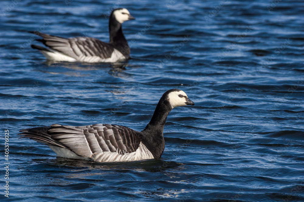 Barnacle Geese (Branta leucopsis) in Barents Sea coastal area, Russia Barnacle Geese (Branta leucopsis) in Barents Sea coastal area, Russia
