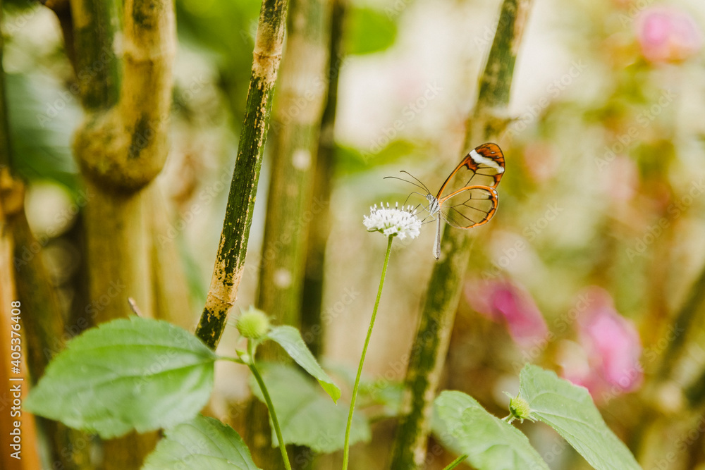 Closed glass butterfly in the middle of leaves and green vegetation - butterfly in its natural habitat standing on a white flower Closed glass butterfly in the middle of leaves and green vegetation - butterfly in its natural habitat standing on a white flower