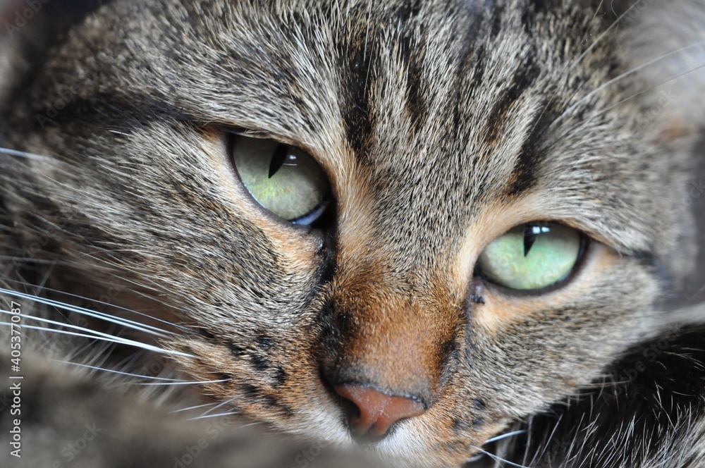 portrait of a cat portrait of a cat