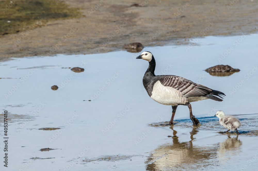 Barnacle Goose (Branta leucopsis) with goslings at colony in Barents Sea coastal area, Russia Barnacle Goose (Branta leucopsis) with goslings at colony in Barents Sea coastal area, Russia