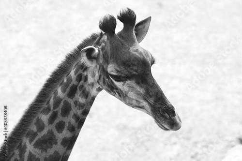 A close-up image in black and white of an adult giraffe's head, blurred background