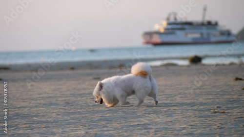 White dog running on sandy beach have fun and play at sunset time