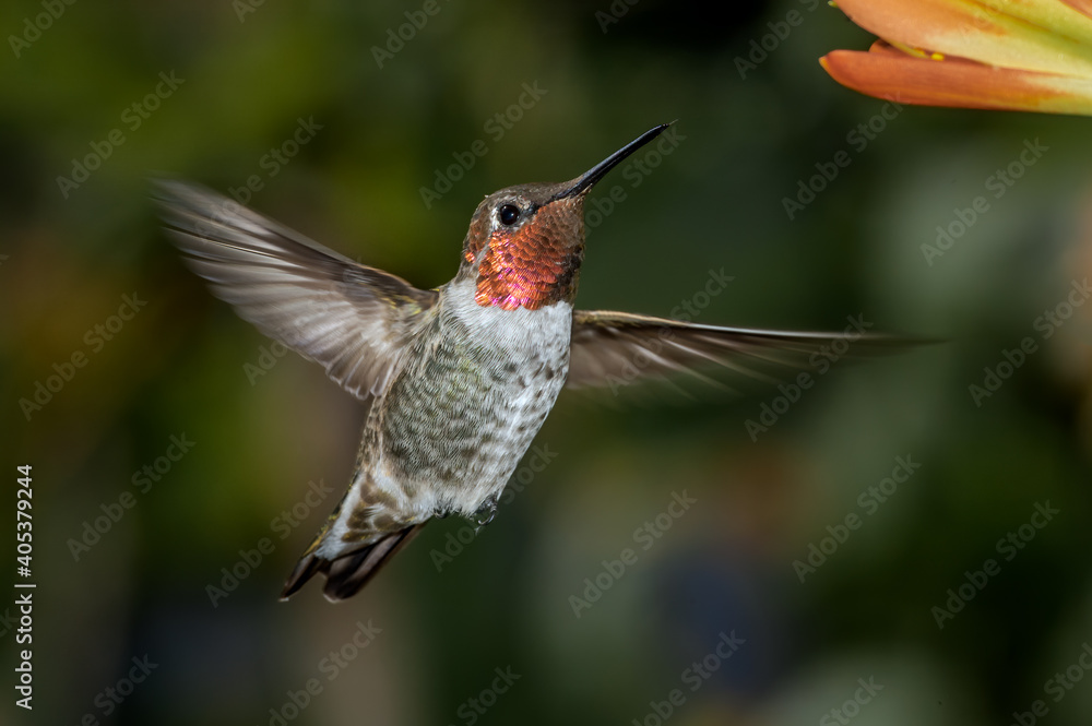 Fototapeta premium Anna's Hummingbird (Calypte anna) male in garden, Los Angeles, California, USA