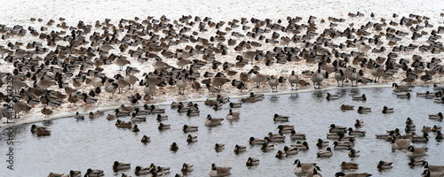 Flock of migrating birds in a pond in winter
