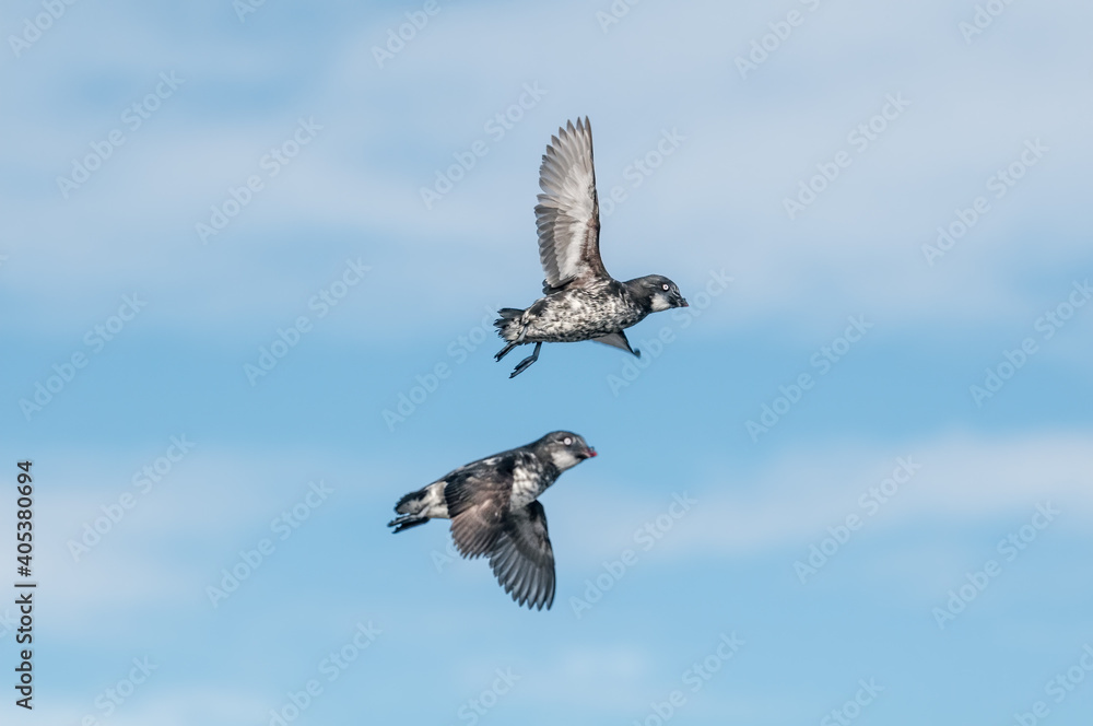 Obraz premium Least Auklets (Aethia pusilla) at colony in St. George Island, Pribilof Islands, Alaska, USA