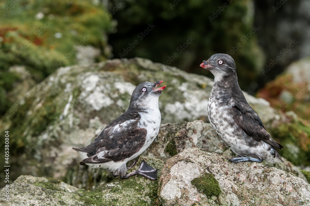 Least Auklets (Aethia pusilla) at colony in St. George Island, Pribilof Islands, Alaska, USA Least Auklets (Aethia pusilla) at colony in St. George Island, Pribilof Islands, Alaska, USA