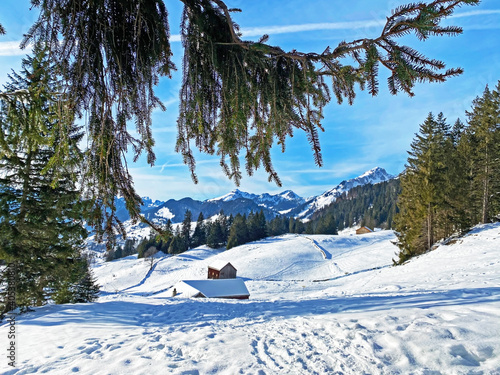 Single trees and mixed subalpine forest in the snow-covered glades of the Obertoggenburg region, Unterwasser - Canton of St. Gallen, Switzerland (Schweiz) photo