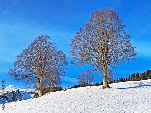 Single trees and mixed subalpine forest in the snow-covered glades of the Obertoggenburg region, Unterwasser - Canton of St. Gallen, Switzerland (Schweiz) photo