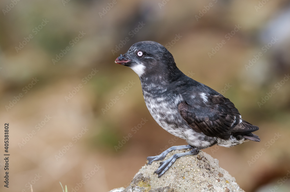 Fototapeta premium Least Auklet (Aethia pusilla) at colony in St. George Island, Pribilof Islands, Alaska, USA