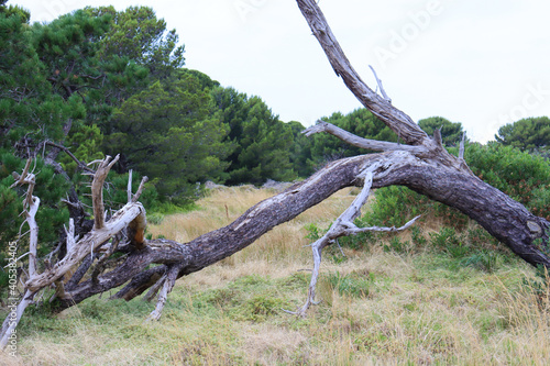 dead tree in grassland