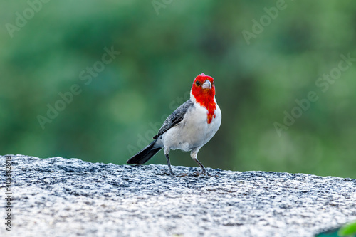 Red-crested Cardinal (Paroaria coronata) in park, Buenos Aires, Argentina photo