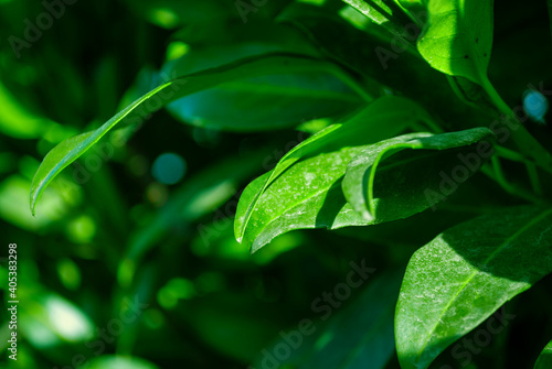 Bright green leaves. Spring plants and shrubs. Beautiful summer background.