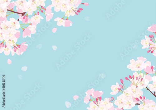 桜　背景イラスト