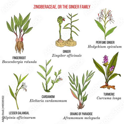 Set of the ginger family plants.