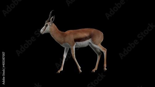 Side view animation of a springbok walking leisurely, a brown springbok on a black background, with Alpha photo