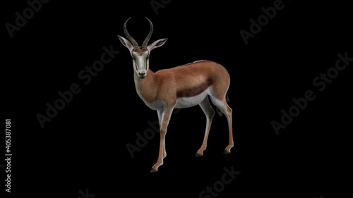 3D render animation of a springbok standing and watching, on a black background, with Alpha, used in nature scene composition photo