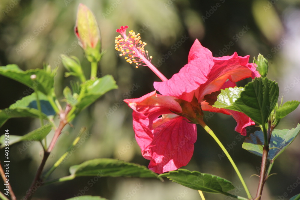Winter Morning With beautiful China rose Winter Morning With beautiful China rose