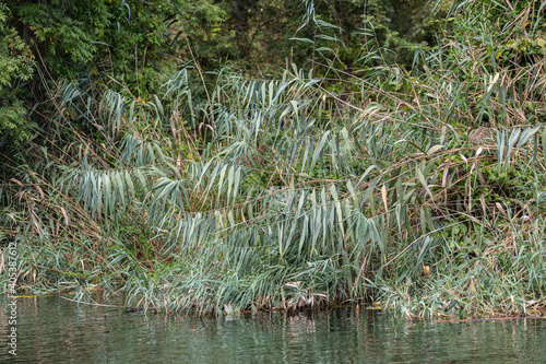 Trees and plants around the river