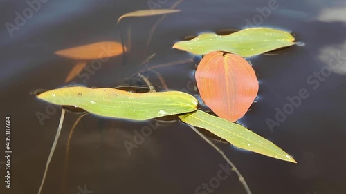 Plant leaves on the water surface close-up, live vegetation in the pond