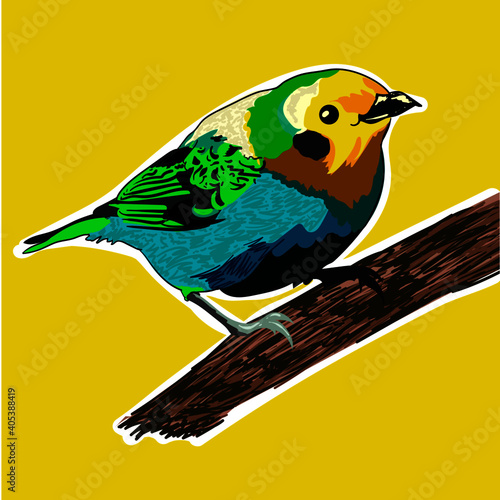 pajaro