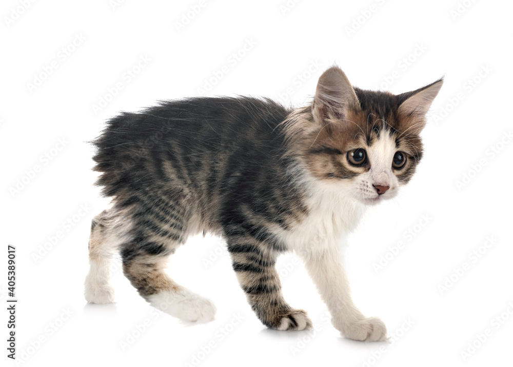 Obraz premium Kurilian Bobtail in studio