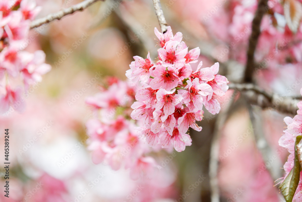 Fototapeta premium Pink cheery blossom flower blooming in tree background