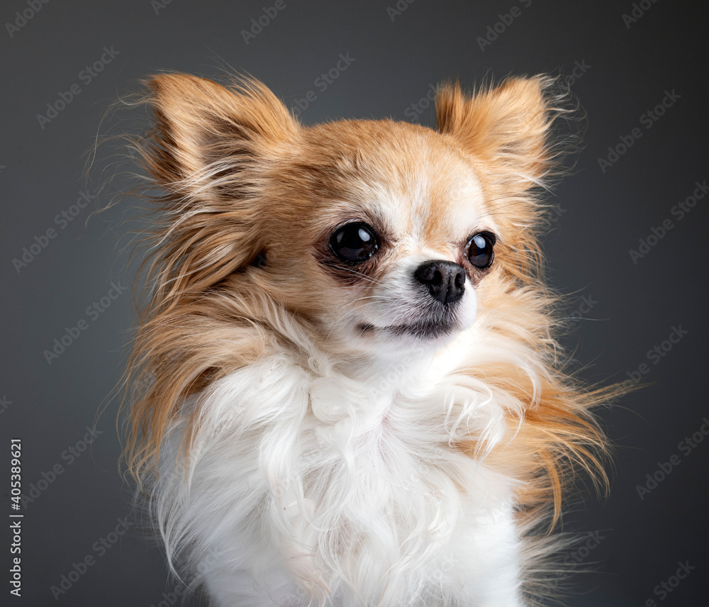 chihuahua in studio chihuahua in studio