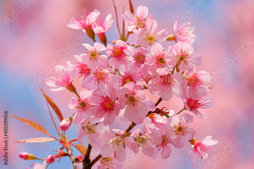 Pink cheery blossom flower blooming in tree background