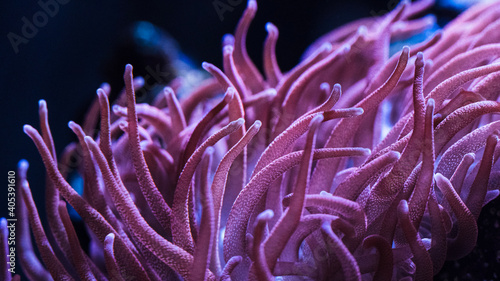 Valokuva pink anemone
