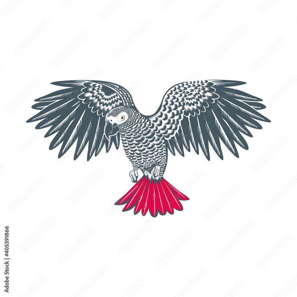 Obraz premium african grey parrot vector logo