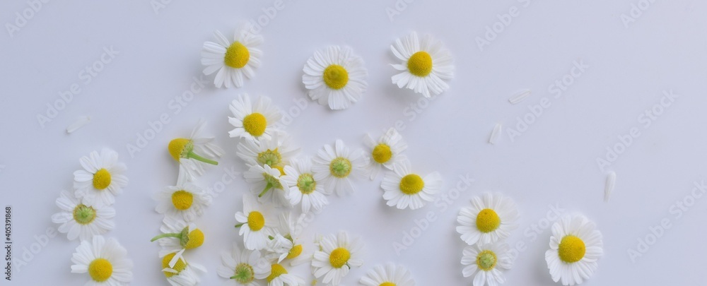 カモミールの花びら 白背景 背景素材 ナチュラル ヘッダー素材 Stock Photo Adobe Stock カモミールの花びら 白背景 背景素材 ナチュラル ヘッダー素材 Stock Photo Adobe Stock