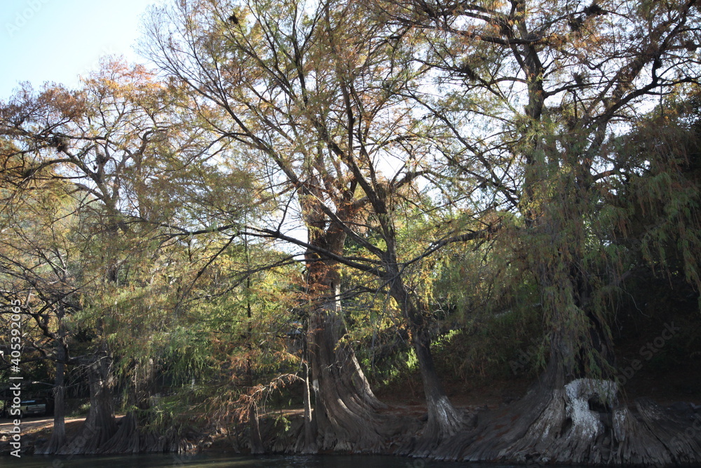 hermosos arboles enormes a la orilla del rio de ayutla en el estado de san luis potosi hermosos arboles enormes a la orilla del rio de ayutla en el estado de san luis potosi